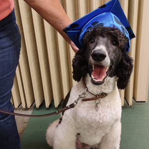 Catawba Valley Obedience Club, Hickory NC